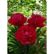 Kép 1/2 - Paeonia lactiflora 'Red Magic' - Illatos bazsarózsa