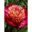 Kép 5/5 - Paeonia lactiflora 'Sword Dance' – Illatos bazsarózsa (bordós)