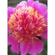 Kép 1/3 - Paeonia lactiflora 'Tom Eckhardt' – Illatos bazsarózsa