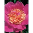 Kép 2/3 - Paeonia lactiflora 'Tom Eckhardt' – Illatos bazsarózsa
