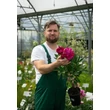 Kép 2/6 - Paeonia lactiflora 'Victoire de la Marne' – Illatos bazsarózsa