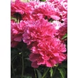 Kép 1/5 - Paeonia lactiflora 'Victoire de la Marne' – Illatos bazsarózsa