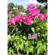 Kép 3/5 - Paeonia lactiflora 'Victoire de la Marne' – Illatos bazsarózsa