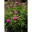 Kép 2/5 - Paeonia lactiflora 'Victoire de la Marne' – Illatos bazsarózsa