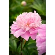 Kép 2/3 - Paeonia 'Monsieur Jules Elie' – Bazsarózsa
