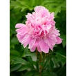 Kép 3/3 - Paeonia 'Monsieur Jules Elie' – Bazsarózsa