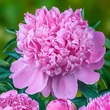 Kép 1/3 - Paeonia 'Monsieur Jules Elie' – Bazsarózsa