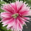 Kép 2/2 - Paeonia officinalis 'Rosea Plena' - Kerti bazsarózsa