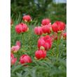 Kép 3/4 - Paeonia peregrina 'Otto Froebel' – Balkán bazsarózsa