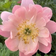 Kép 1/3 - Paeonia hybrid 'Pink Hawaiian Coral' – Hibrid bazsarózsa
