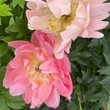 Kép 2/3 - Paeonia hybrid 'Pink Hawaiian Coral' – Bazsarózsa