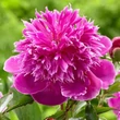 Kép 1/2 - Paeonia 'Purple Spider' – Bazsarózsa