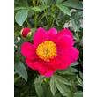 Kép 1/4 - Paeonia 'Scarlet O'Hara' – Bazsarózsa