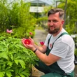 Kép 2/7 - Paeonia hybrid 'Scarlet O'Hara' – Hibrid bazsarózsa