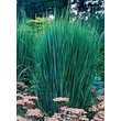 Kép 1/5 - Panicum virgatum 'Northwind' - Vesszős köles