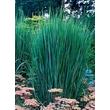 Kép 1/5 - Panicum virgatum 'Northwind' - Vesszős köles