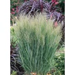 Kép 3/5 - Panicum virgatum 'Northwind' - Vesszős köles