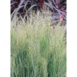 Kép 4/5 - Panicum virgatum 'Northwind' - Vesszős köles