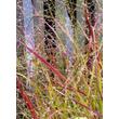 Kép 4/4 - Panicum virgatum 'Rehbraun' – Vesszős köles