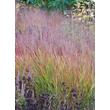 Kép 2/4 - Panicum virgatum 'Rehbraun' – Vesszős köles