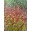 Kép 3/4 - Panicum virgatum 'Rehbraun' – Vesszős köles