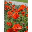 Kép 2/5 - Papaver 'Orientale Brilliant' – Díszpipacs, keleti mák