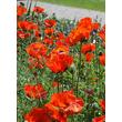 Kép 2/5 - Papaver 'Orientale Brilliant' – Díszpipacs, keleti mák