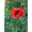 Kép 5/5 - Papaver 'Orientale Brilliant' – Díszpipacs, keleti mák