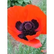 Kép 3/5 - Papaver 'Orientale Brilliant' – Díszpipacs, keleti mák