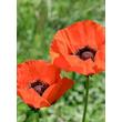 Kép 1/5 - Papaver 'Orientale Brilliant' – Díszpipacs, keleti mák