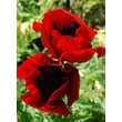 Kép 4/5 - Papaver 'Orientale Brilliant' – Díszpipacs, keleti mák