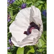 Kép 4/5 - Papaver 'Royal Wedding' – Díszpipacs, keleti mák