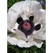 Kép 1/5 - Papaver 'Royal Wedding' – Díszpipacs, keleti mák