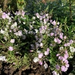 Kép 2/2 - Parahebe (syn.: Hebe x hybrida) 'Pink Avalanche' – Örökzöld veronikacserje