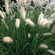 Kép 1/2 - Pennisetum alopecuroides 'Cassian' - Tollborzfű