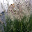 Kép 3/4 - Pennisetum alopecuroides 'Gelbstiel' - Drapp, világos évelő tollborzfű