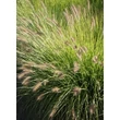 Kép 1/4 - Pennisetum alopecuroides 'Hameln Gold' – Tollborzfű