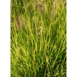 Kép 3/4 - Pennisetum alopecuroides 'Hameln Gold' – Tollborzfű