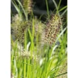 Kép 4/4 - Pennisetum alopecuroides 'Hameln Gold' – Tollborzfű