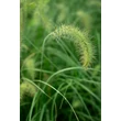 Kép 2/5 - Pennisetum alopecuroides 'Hameln' - Drapp sötétzöld évelő tollborzfű