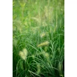 Kép 3/5 - Pennisetum alopecuroides 'Hameln' - Drapp sötétzöld évelő tollborzfű