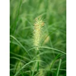 Kép 4/5 - Pennisetum alopecuroides 'Hameln' - Drapp sötétzöld évelő tollborzfű