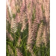 Kép 2/2 - Pennisetum orientale 'Flamingo' – Keleti tollborzfű