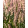 Kép 2/2 - Pennisetum orientale 'Flamingo' – Rózsaszín virágú tollborzfű