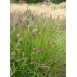 Kép 2/5 - Pennisetum alopecuroides var. viridescens - Tollborzfű