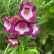 Kép 2/2 - Penstemon hartwegii 'Partybells Violet' – Piros bugatölcsér