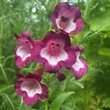 Kép 1/2 - Penstemon hartwegii 'Partybells Violet' – Piros bugatölcsér