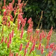 Kép 1/4 - Persicaria amplexicaulis 'Lisan' – Keserűfű