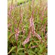 Kép 3/4 - Persicaria amplexicaulis 'Pink Elephant' – Keserűfű