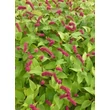 Kép 1/5 - Persicaria amplexicaulis var. pendula – Keserűfű